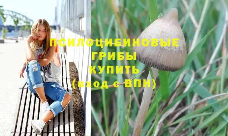 гидра зеркало  Нижнеудинск  Псилоцибиновые грибы Magic Shrooms 